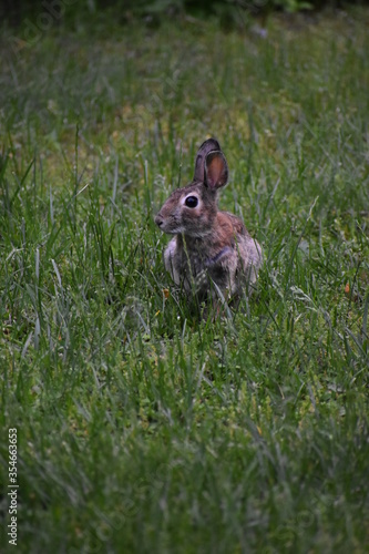 rabbit in the grass © Heather Wrisley