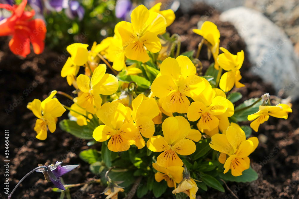 Close-up on a blooming primula with sunlight, primrose plant with yellow small flowers in the flowerbed Close-up on a blooming primula with sunlight, primrose plant with yellow small flowers in the flowerbed