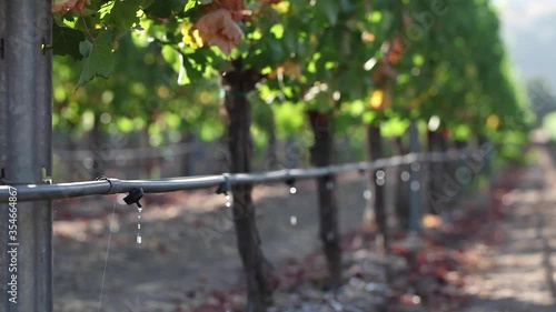 Medium shot of a vineyard drip irrigation system highlights agricultural water usage issues