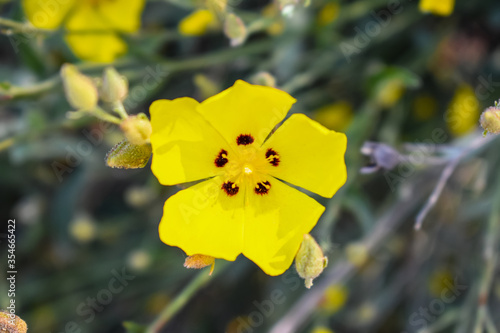 Halimium lasianthum Flower  photo