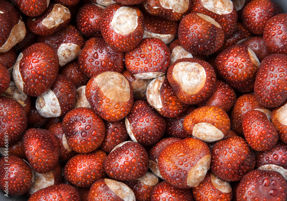 Dozens of Conkers (Horse Chestnuts) covered in fine water droplets Dozens of Conkers (Horse Chestnuts) covered in fine water droplets