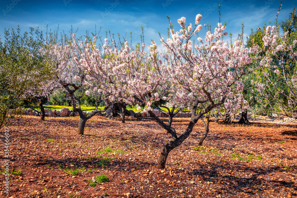 Blooming apple tree garden. Sunny spring scene of Apulia countryyside, Italy, Europe. Beauty of nature concept background.
