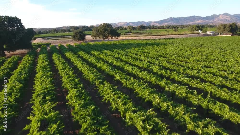 Beautiful aerial of vineyards in California’s santa ynez valley appellation in wine country Beautiful aerial of vineyards in California’s santa ynez valley appellation in wine country