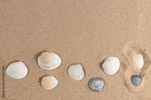 Seashells on sand. Summer beach background. Top view with copy space