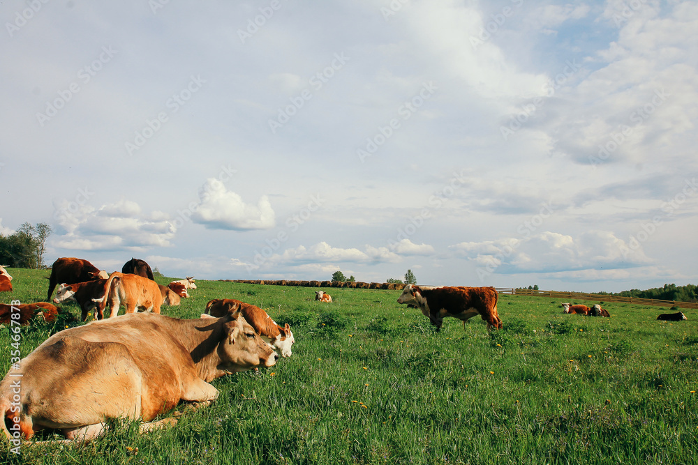 Fototapeta premium small calf and a cow graze on a green meadow in summer
