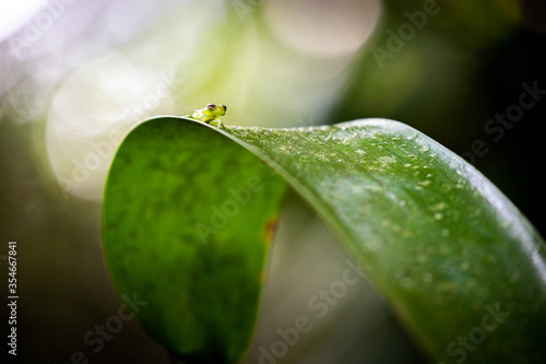 Tiny frog