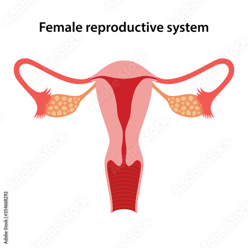 Female reproductive system. Vector illustration in flat style on white background.
