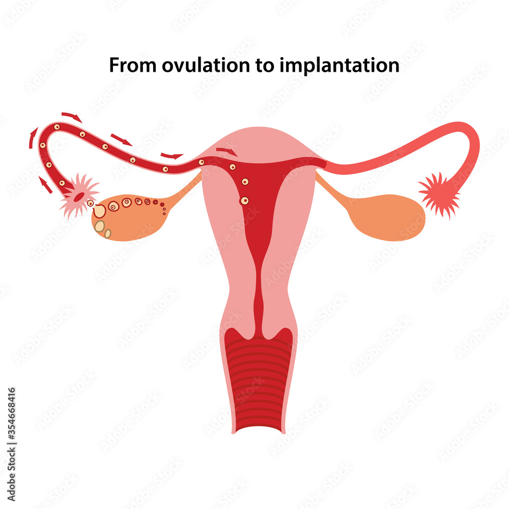 Vecteur Stock Female reproductive system. Diagram of process from ...