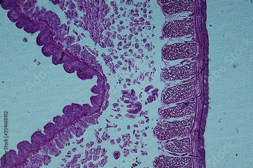 Earthworm c.s. under microscope close-up