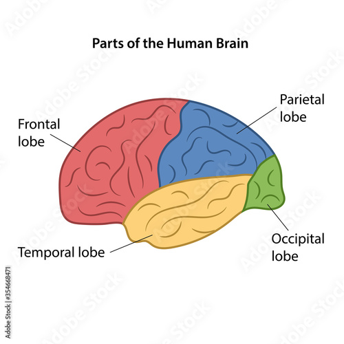 Main areas of the Cerebral Cortex with labeled. Lateral view. Color diagram. Vector illustration in flat style isolated on white background.