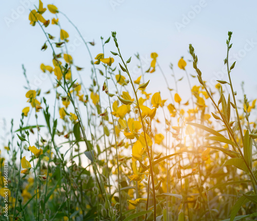 colorful of crotalaria juncea flower with sky and sunrise background at morning  photo
