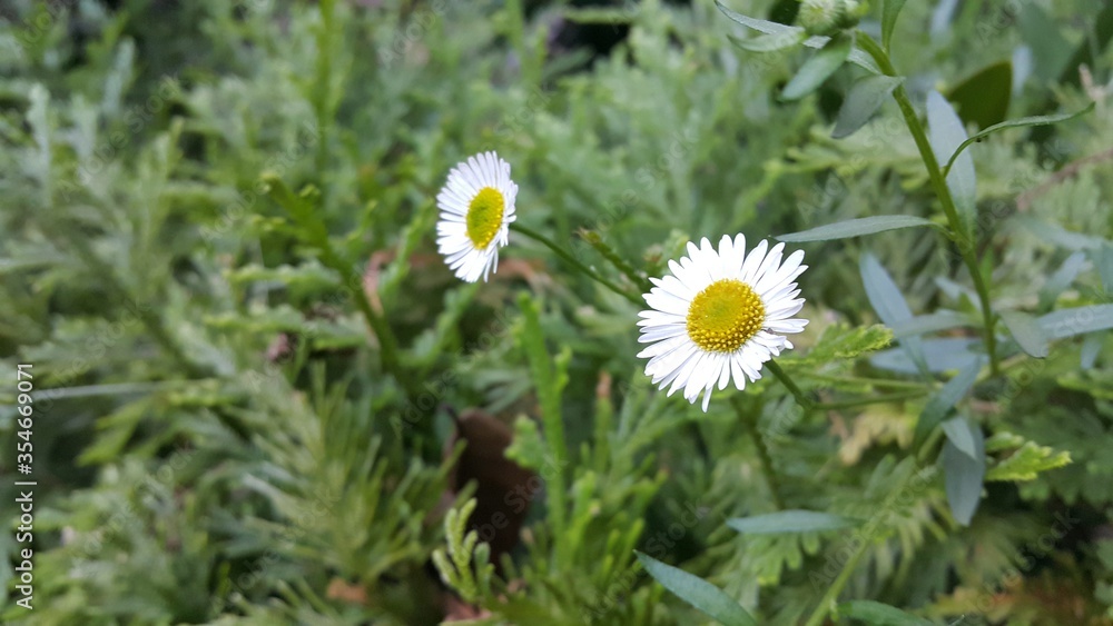 white daisy flowers white daisy flowers