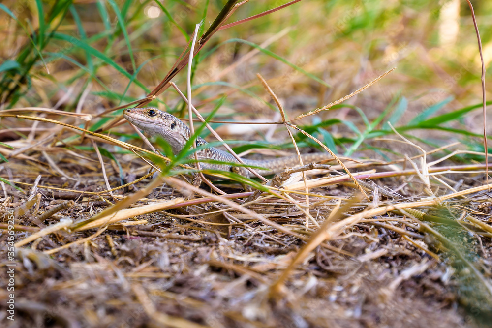 Close up of a Sicilian lizard, Podarcis waglerianus, Podarcis sicula, among dry grass in Sicily, Italy. Close up of a Sicilian lizard, Podarcis waglerianus, Podarcis sicula, among dry grass in Sicily, Italy.