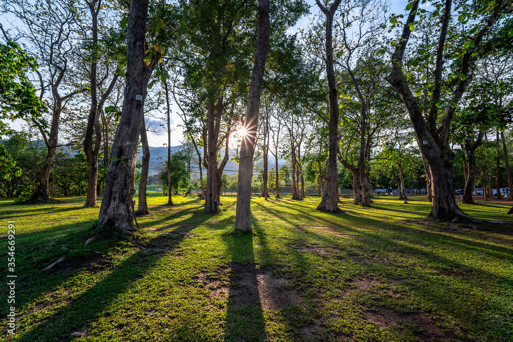 Sunbeams shining through natural trees and green grass in the ground, sun rays in a green forest.