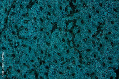 Vicia dicot leaf w.m. under microscope