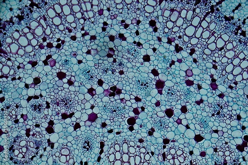 Rubber leaf under microscope close-up