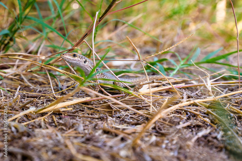 Close up of a Sicilian lizard, Podarcis waglerianus, Podarcis sicula, among dry grass in Sicily, Italy.