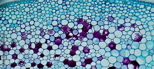 Rubber leaf under microscope close-up
