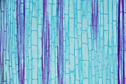 Corn ster l.s. under microscope photo