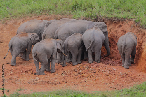 Photography Herd of wild elephants eating salt soil in Khao Yai National Park,Thailand