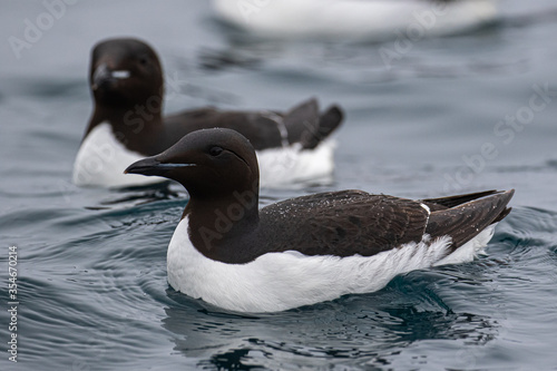 A Brunnich's Guillemot (Thick-billed murre), floating on the sea in the Arctic