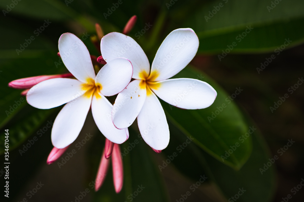 Hawaii Flower Hawaii Flower