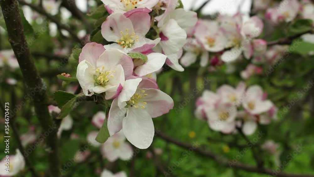 Apple trees in bloom. blooming spring garden Apple trees in bloom. blooming spring garden