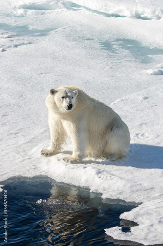 Polar Bear on the sea ice north of Svalbard in the Arctic