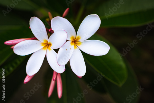 Hawaii Flower