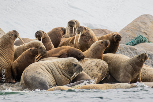 A Walrus colony in Svalbard in the Arctic