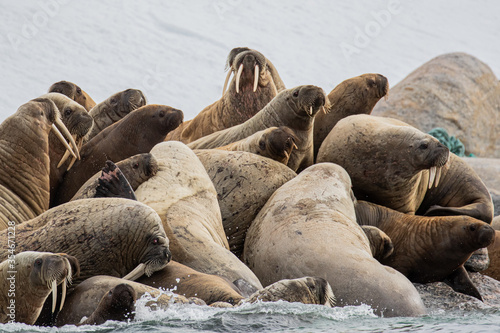A Walrus colony in Svalbard in the Arctic