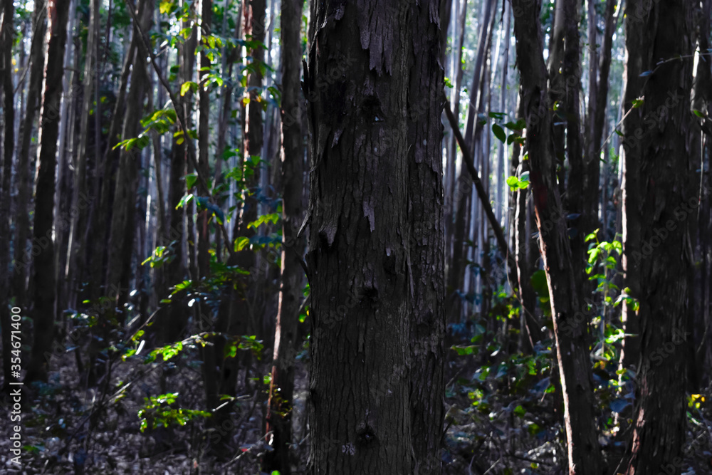 Obraz premium Floresta de eucaplyptus em dia de Sol 
