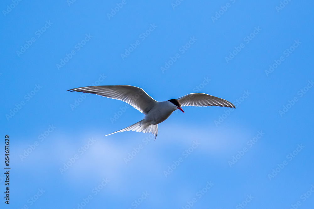 An Arctic Tern flying in the Arctic