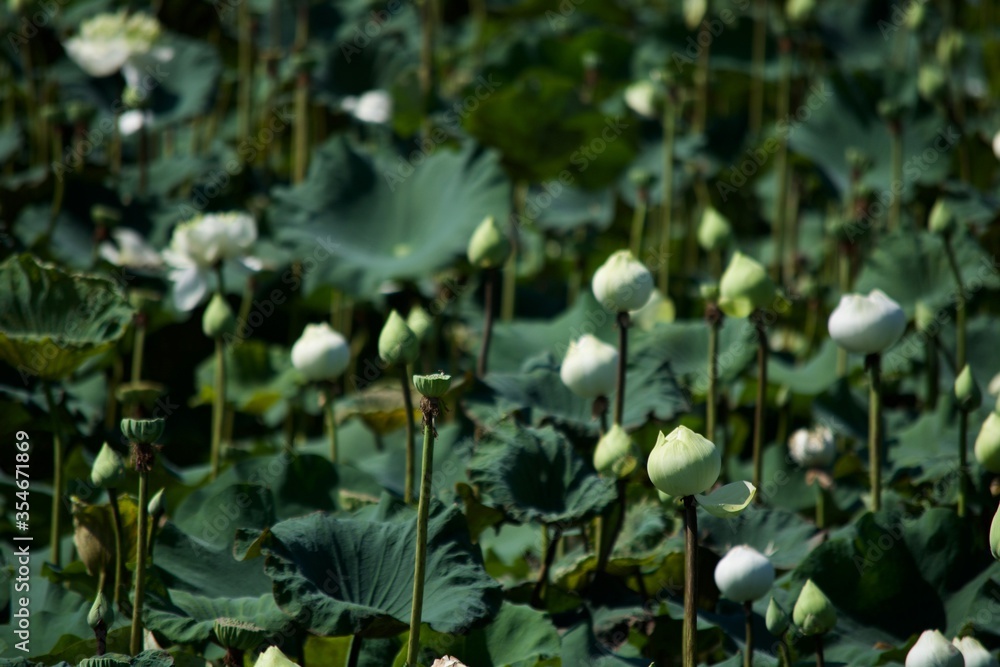 Lotus field
Lotus field
