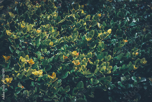 Εκτύπωση καμβά Leaves of an evergreen shrub