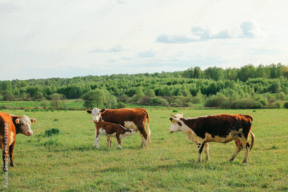 A cow and a calf graze on a green pasture in summer