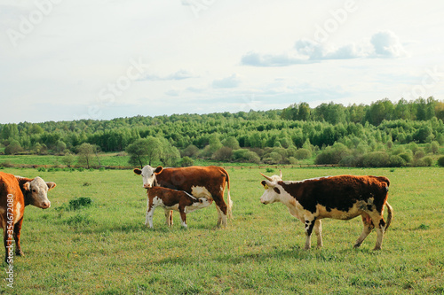 A cow and a calf graze on a green pasture in summer © nadya19864