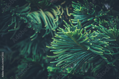Leaves of Norfolk Island pine tree