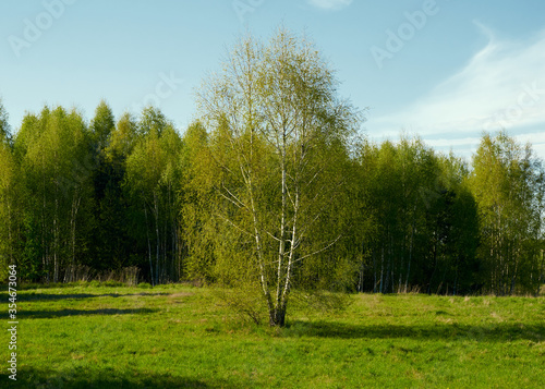 Lonely birch in a forest glade in spring