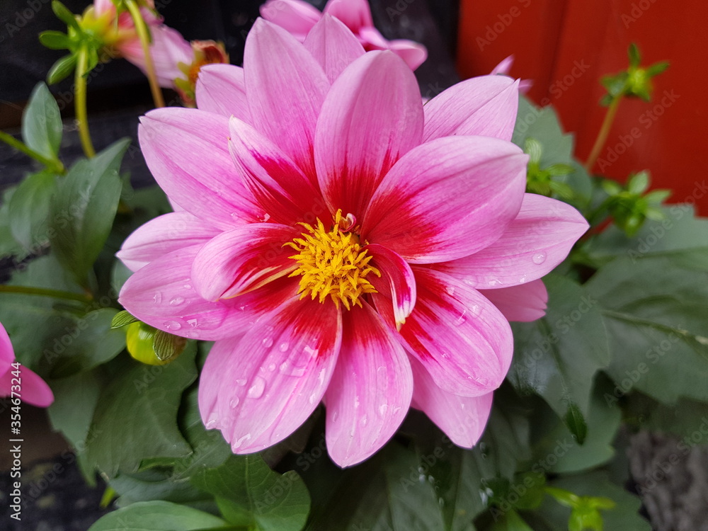 pink dahlia flower pink dahlia flower