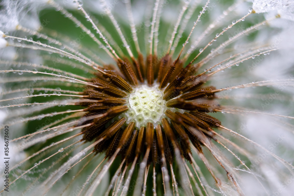 dandelion covered with morning dew dandelion covered with morning dew