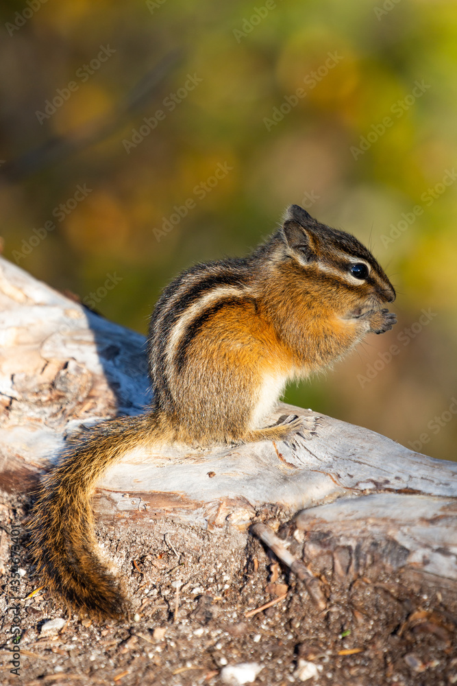 Obraz premium A Chipmunk in British Columbia, Canada