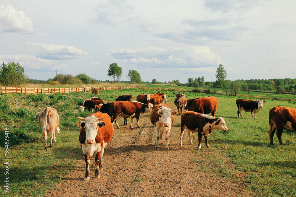 Obraz premium A cow and a calf graze on a green pasture in summer