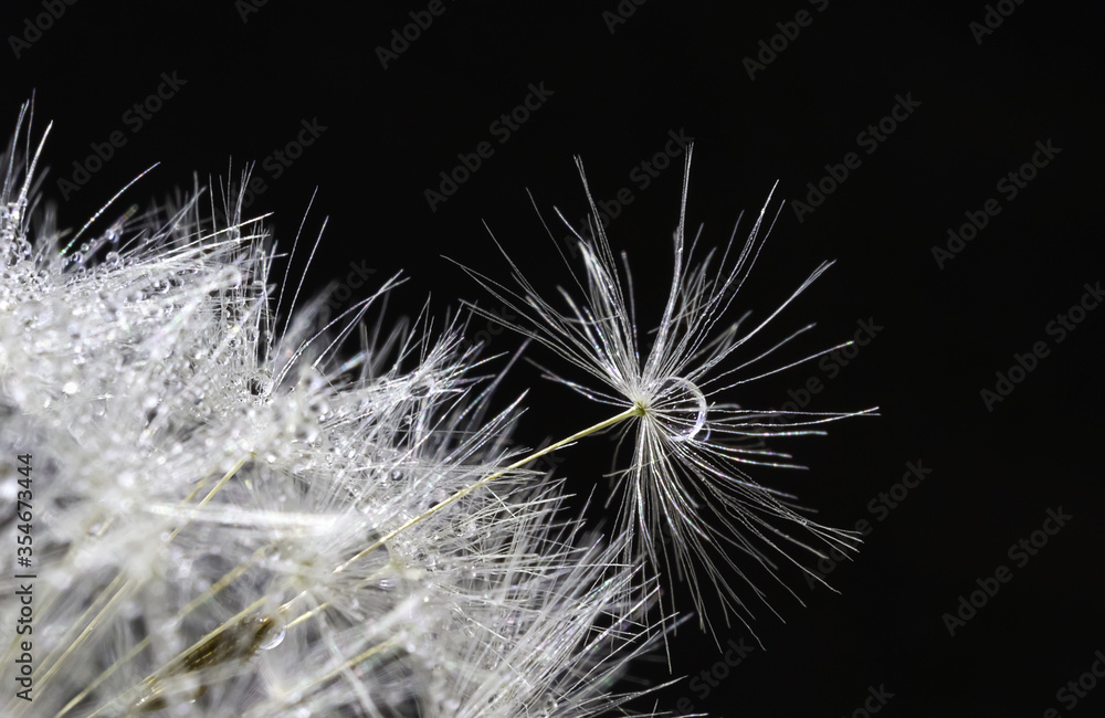Fototapeta premium Macro of a dandelion on a black background, a dandelion parachute takes off