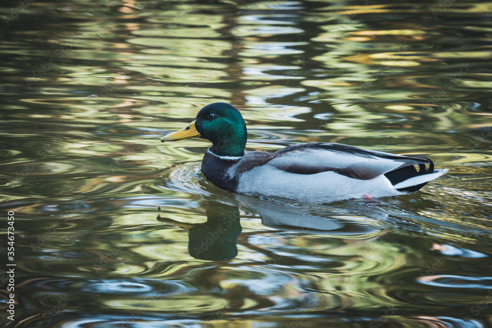 Obraz premium Mallard duck swimming on a lake