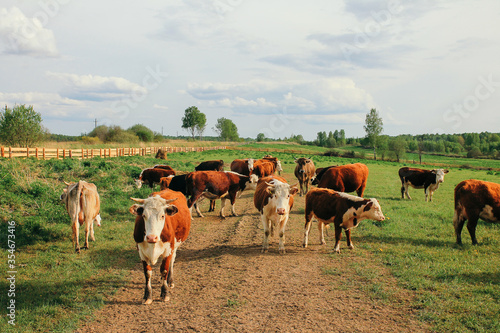 A cow and a calf graze on a green pasture in summer