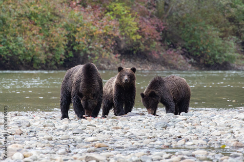 A Mother Grizzly (Brown bear) and her two cubs in British Columbia, Canada