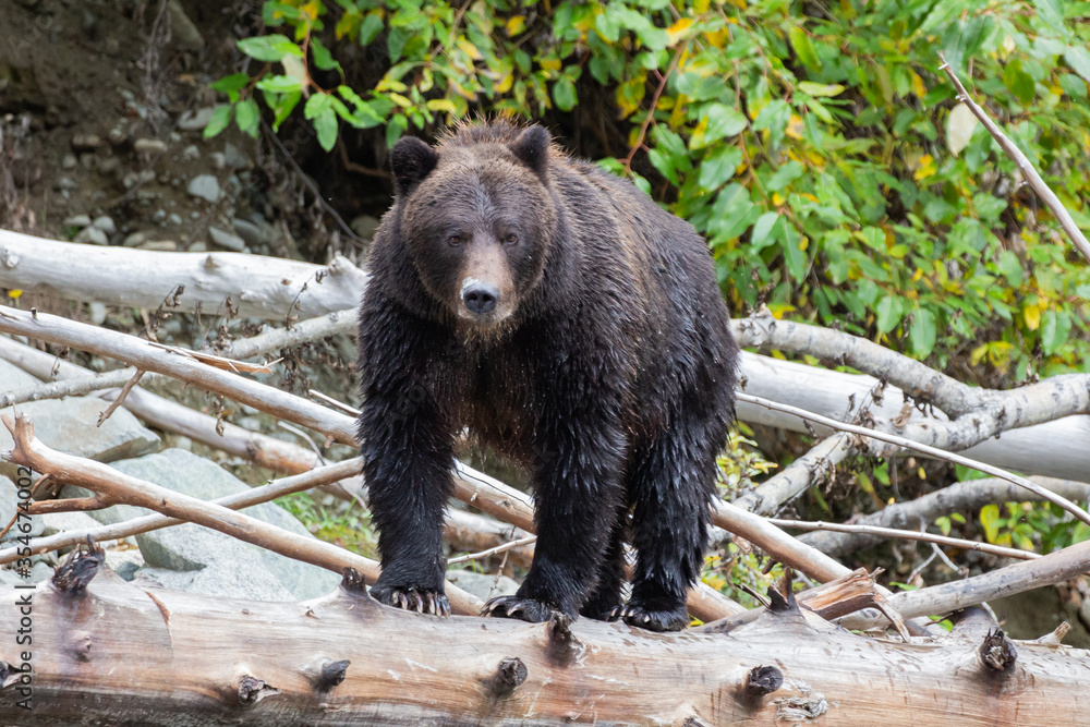 A Grizzly (Brown bear) on a log in the river in British Columbia, Canada A Grizzly (Brown bear) on a log in the river in British Columbia, Canada