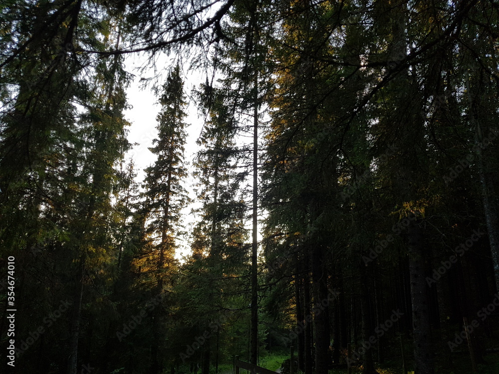 dark summer forest dark summer forest