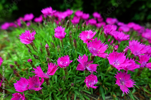 heidenelke, polsternelke Dianthus deltoides